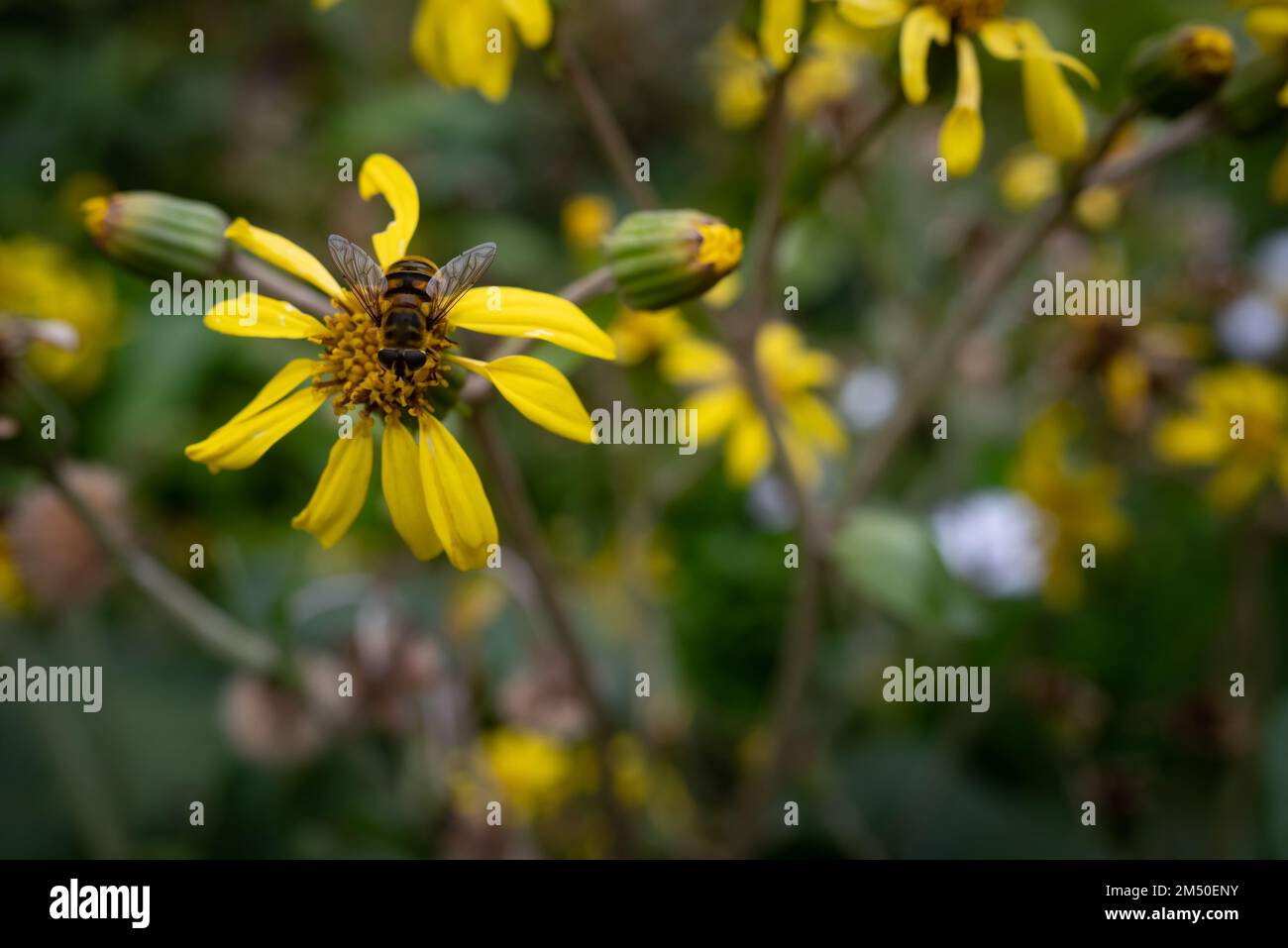 Fleurs jaunes principalement floues sur fond de feuilles vert foncé. Une abeille pollinisant Banque D'Images