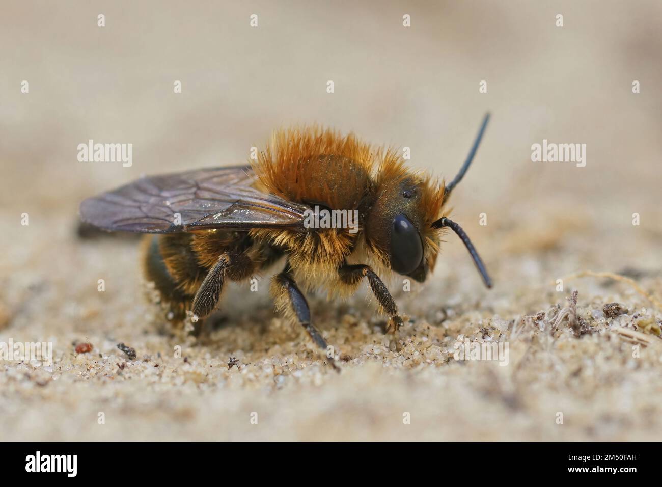 Gros plan sur un petit gros plan sur le maçon bleu, Osmia caerulescens assis sur une pierre Banque D'Images
