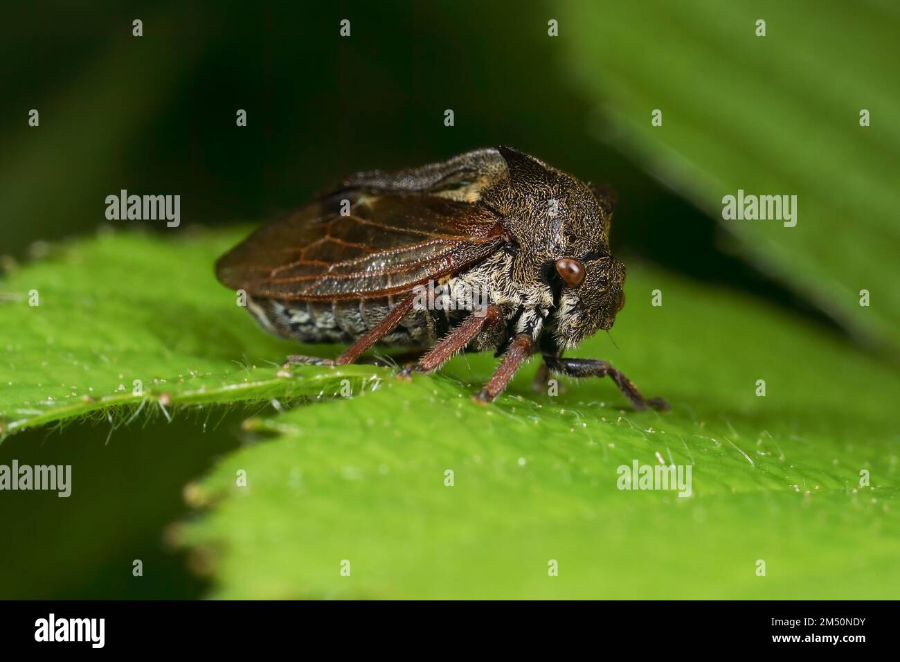 Une des 2 espèces de la cicadelle britannique (Membracidae) - de vrais insectes qui ont souvent des projections étranges sur leurs thoriaxes. Banque D'Images