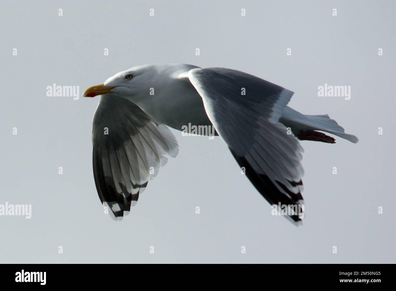 Hareng européen survolant la côte ouest d'Andøya dans la mer de Norvège. Banque D'Images