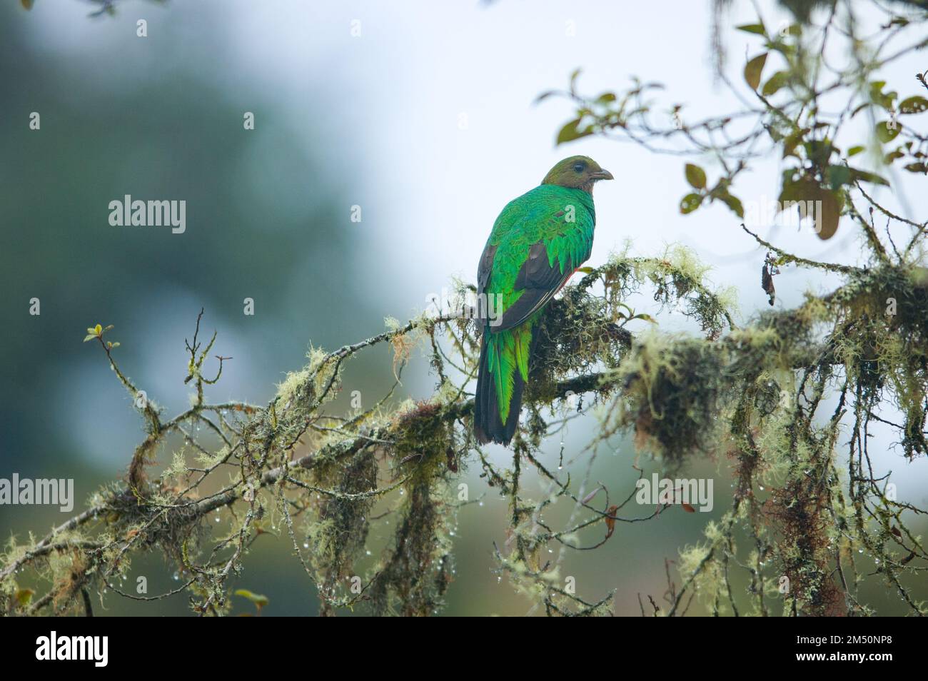 Quetzal à tête dorée, installé dans une branche de la forêt nuageuse, en Équateur. Banque D'Images