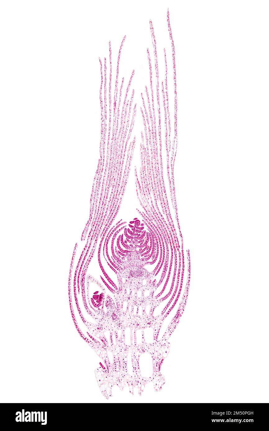 Bourgeon apical d'une plante aquatique, section longitudinale, 20X micrographe léger. Tout le bourgeon, sous le microscope, coloré pour une meilleure visualisation. Banque D'Images