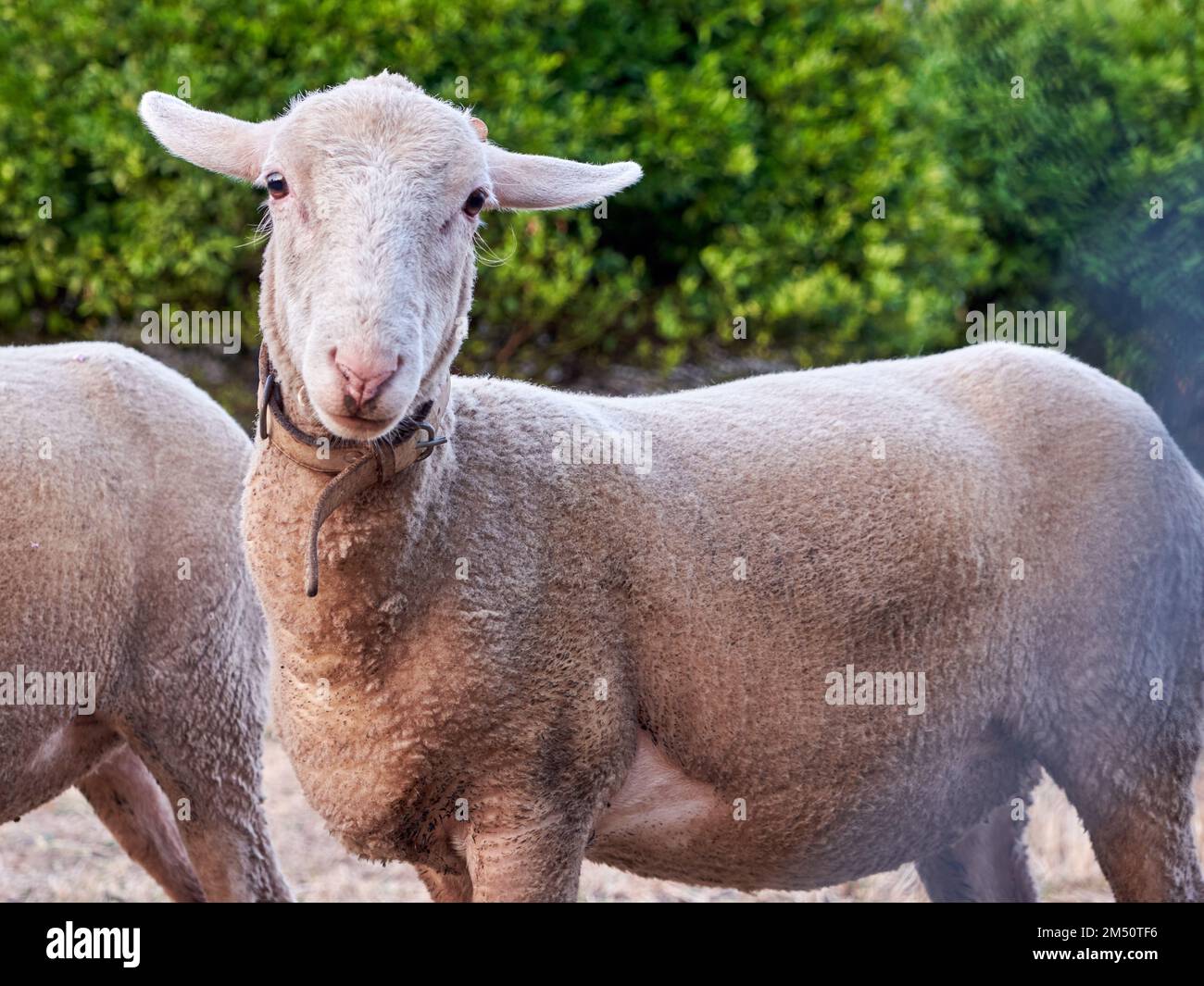 Gros plan d'un mouton portant un collier et regardant la caméra sur une  terre agricole Photo Stock - Alamy