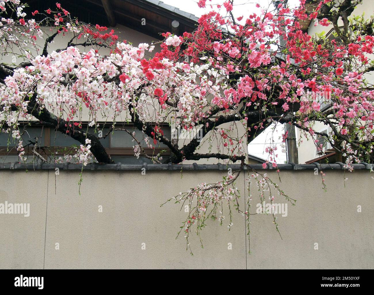 Printemps à Kyoto, Japon Banque D'Images