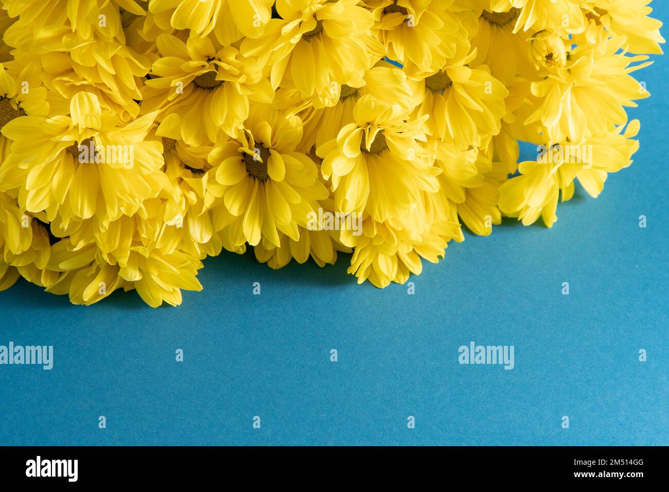 Fleurs de chrysanthème jaune. Gros plan sur les fleurs. Fleurs fleuries sur fond bleu. Copier l'espace. Banque D'Images