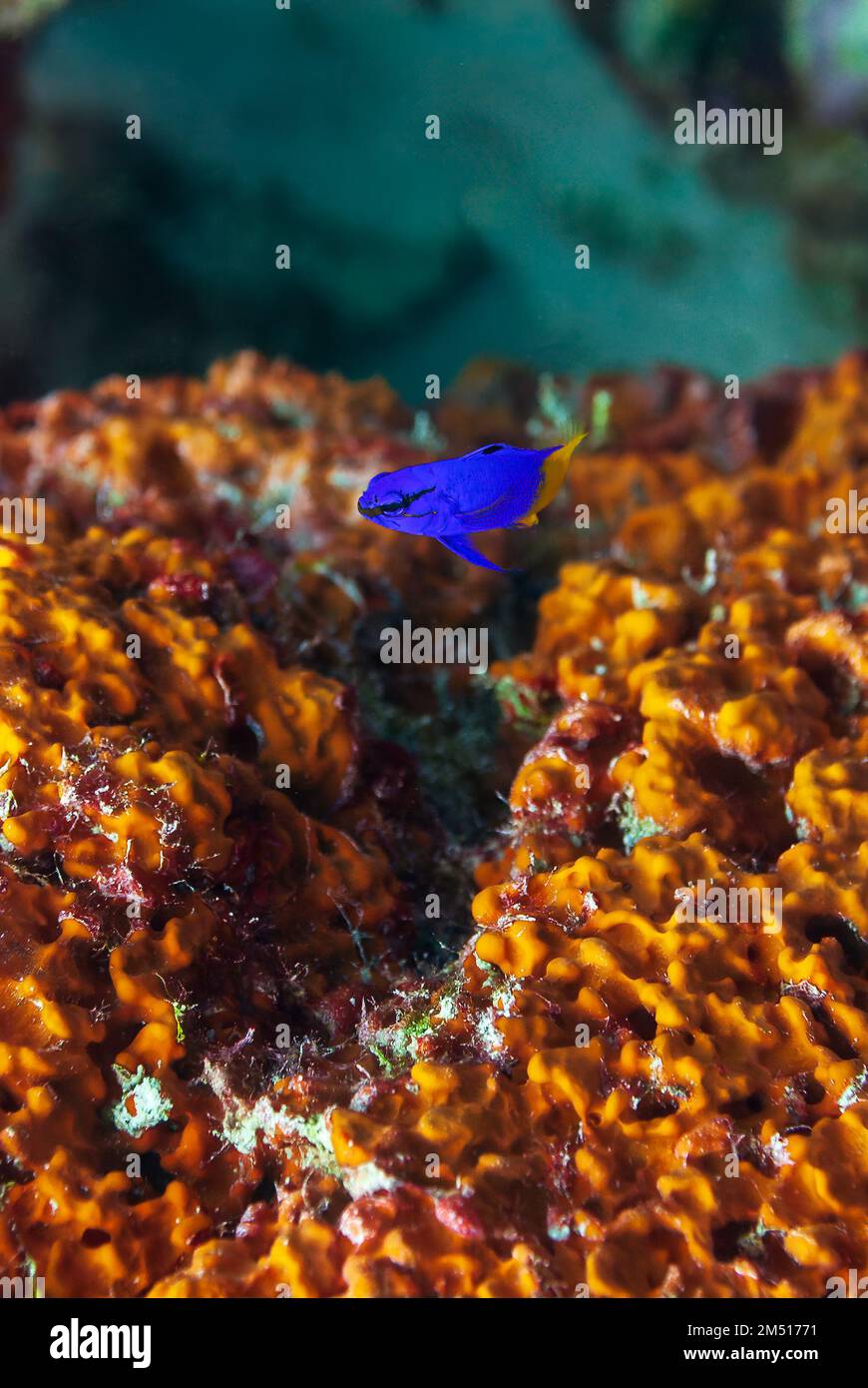 Basset de fée gramma loreto nageant au-dessus du corail Banque D'Images