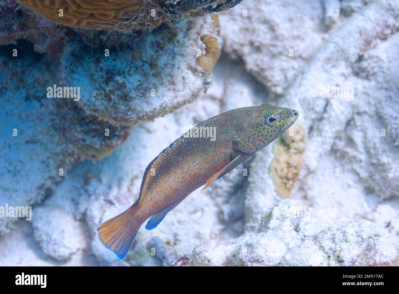 Coney céphalophelis fulvus rougeâtre avec plusieurs couleurs Banque D'Images