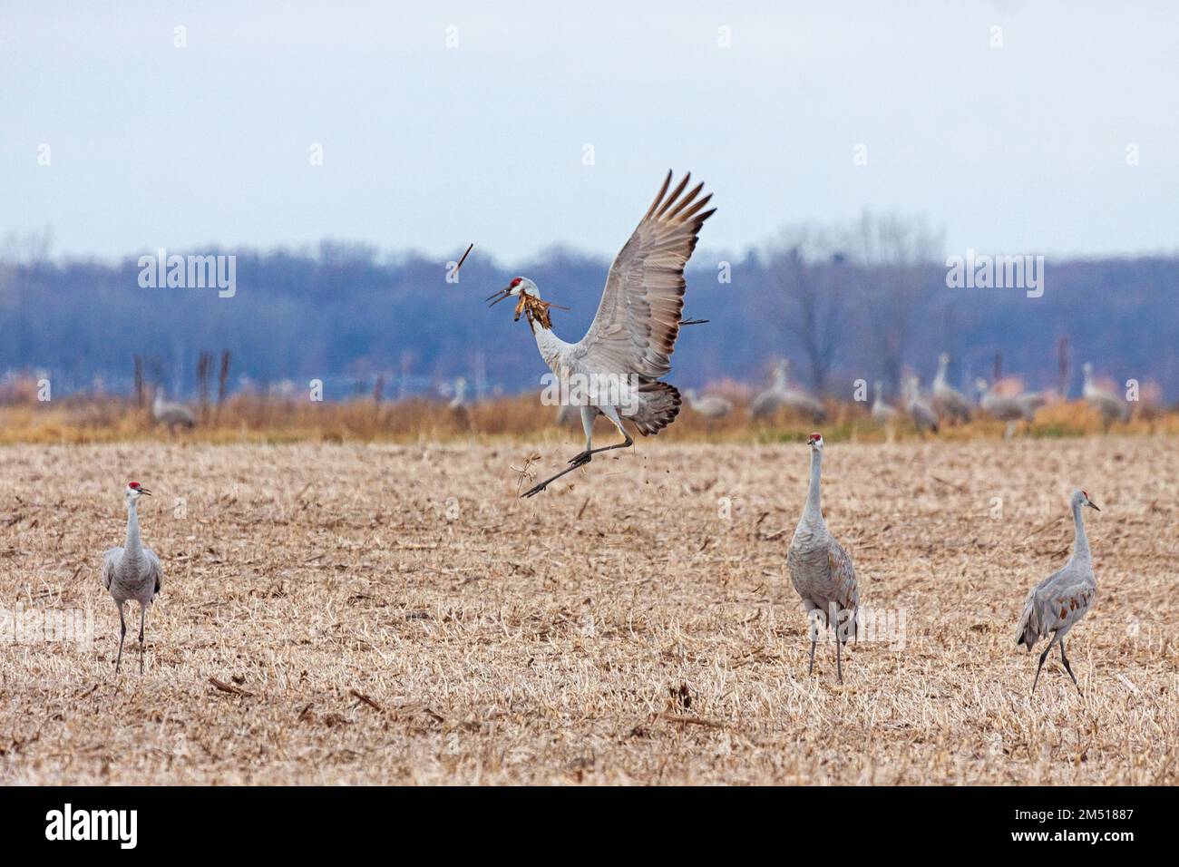 Les grues du sable dansent ensemble dans un champ de maïs récemment labouré tout en lançant des épis de maïs. Banque D'Images