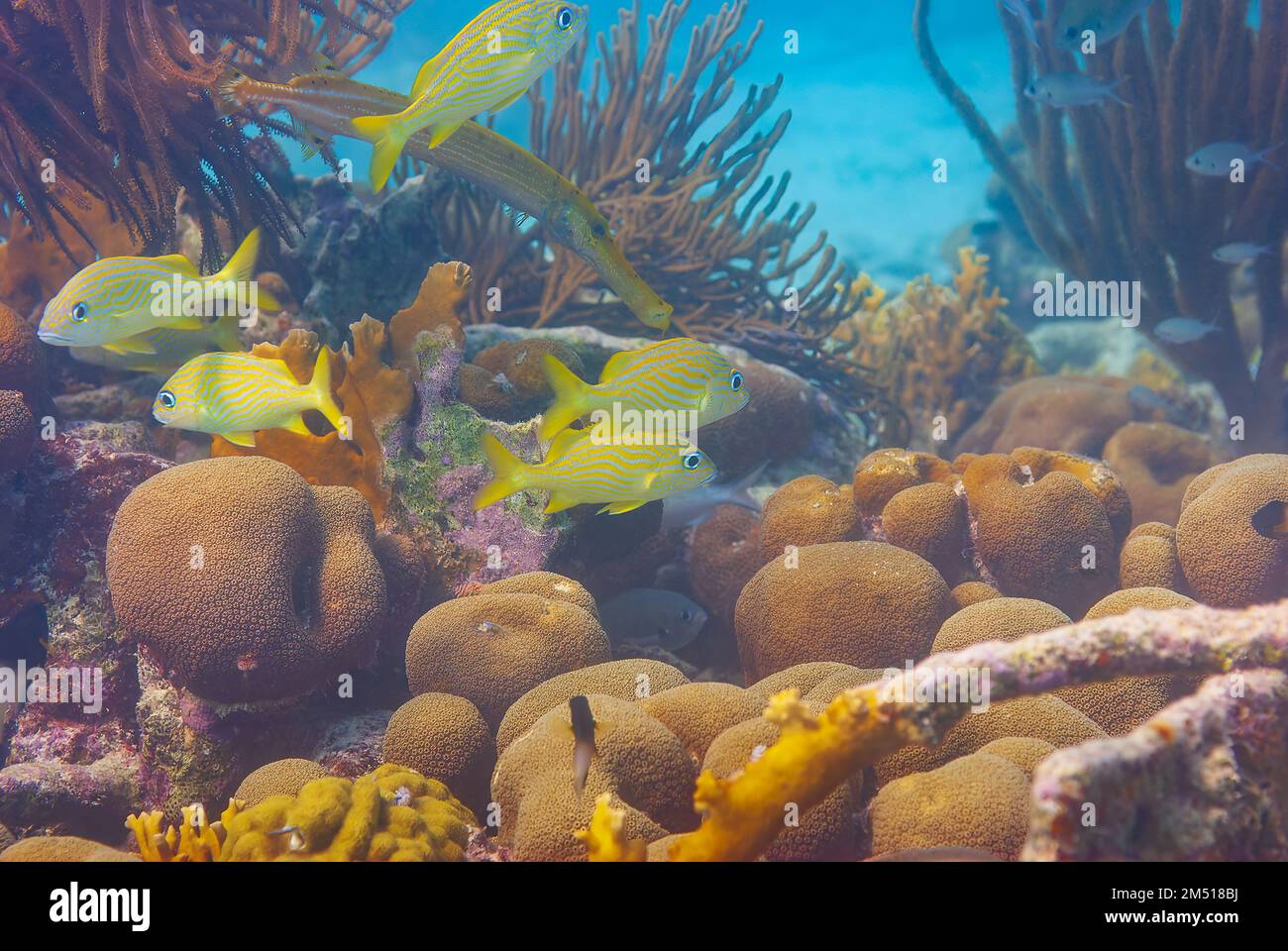 École de poissons jaune français Grunts hamulon flavolineatum natation sur le corail Banque D'Images