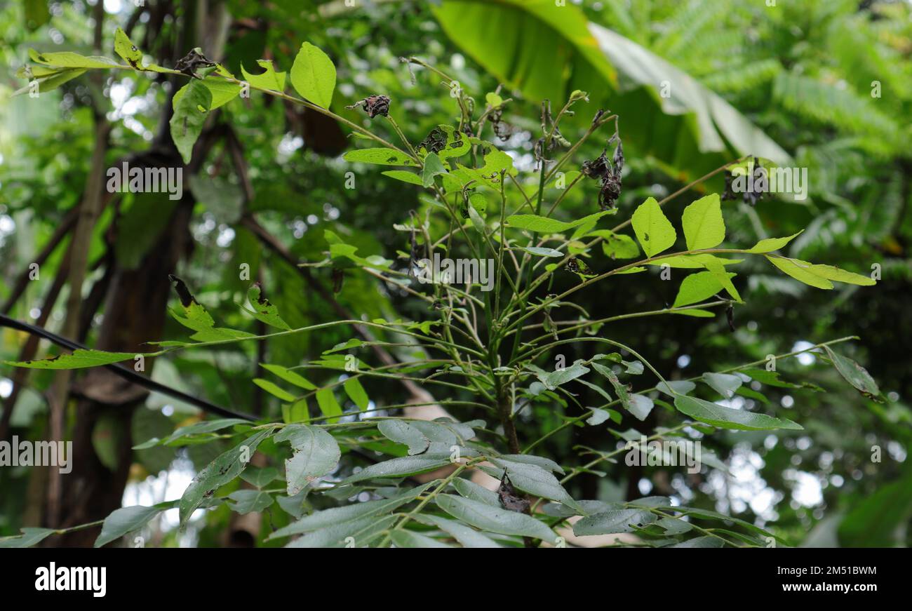 Une plante de curry avec des feuilles endommagées par les insectes (Murraya Koengii) dans le jardin Banque D'Images