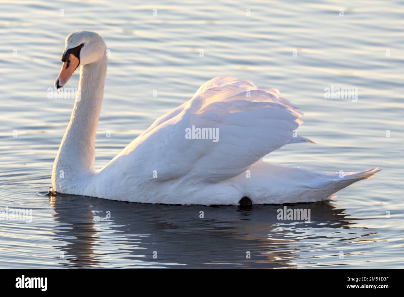 Mute Swan, Cygnus olor, bus, trous Bay, Poole Harbour, Poole, Dorset, Royaume-Uni Banque D'Images