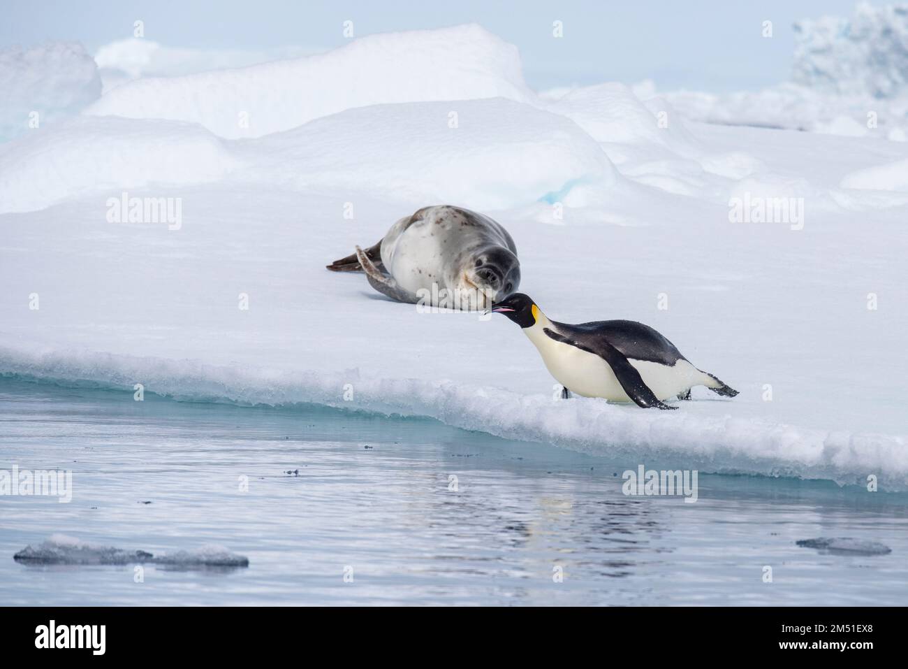 Antarctique, Mer de Weddell. Pingouin empereur (Aptenodytes fosteri) sur l'iceberg avec un phoque léopard (Hydrurga leptonyx) Banque D'Images