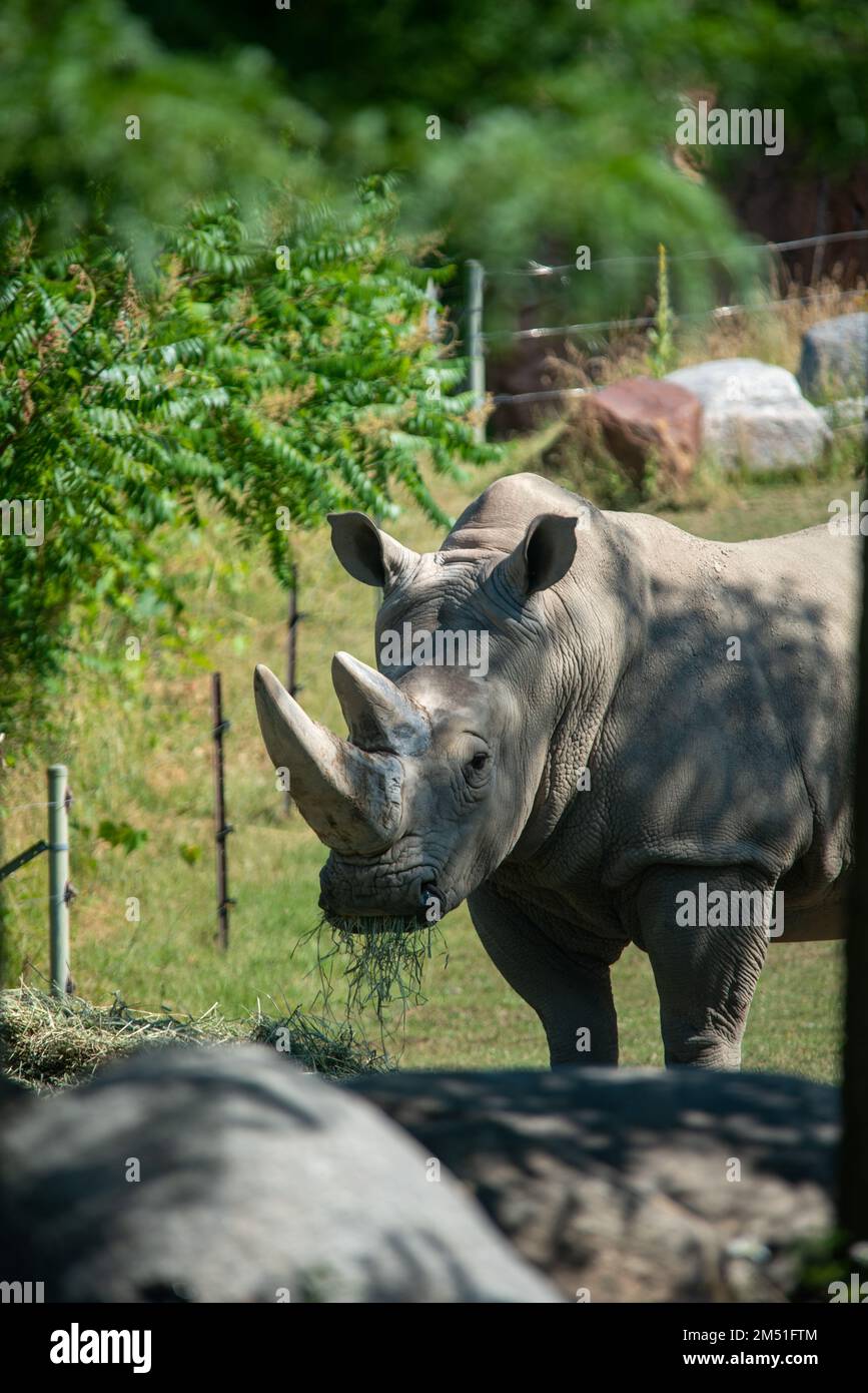 Rhinocéros blancs au zoo de Toronto, Canada Banque D'Images