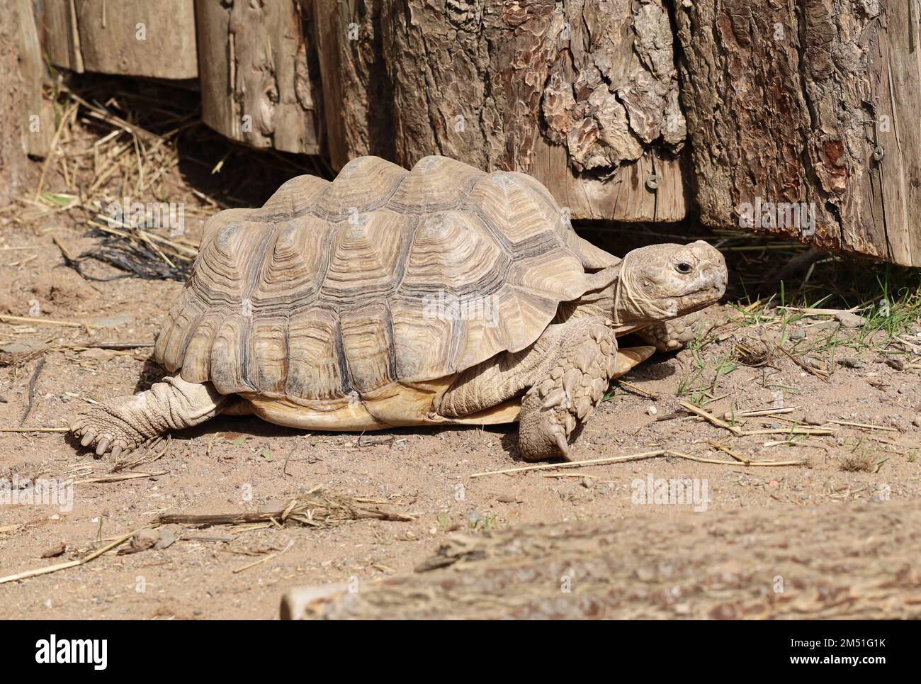Sulcata ou Tortue poussée africaine en enceinte Banque D'Images