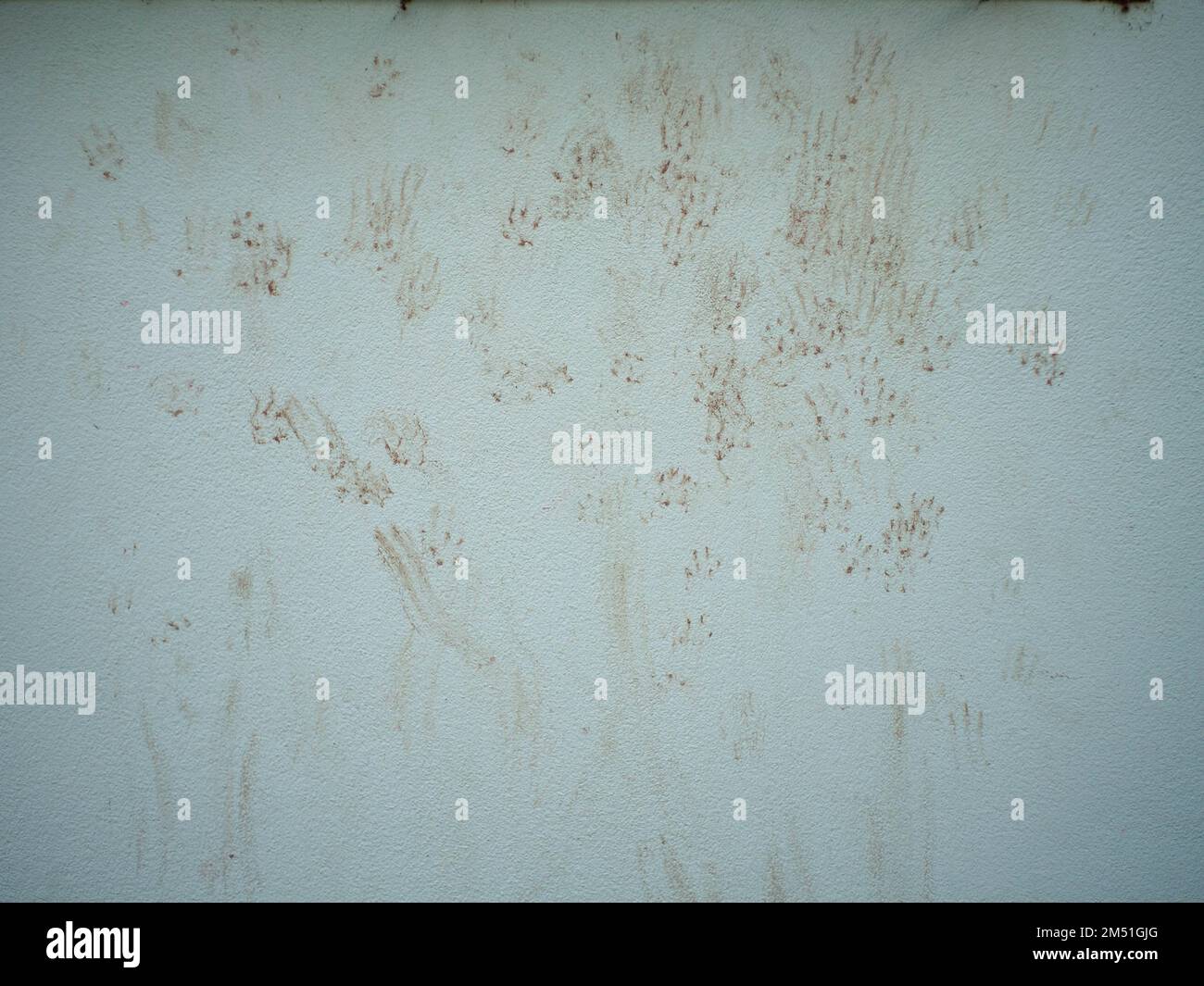 Les empreintes du chat sur le mur Banque D'Images