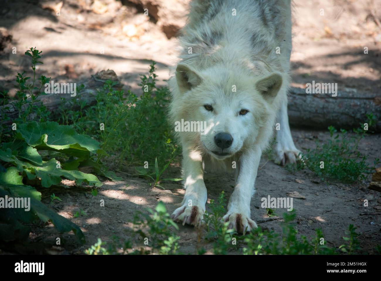 Un loup arctique au zoo de Toronto, Canada Banque D'Images Un loup arctique au zoo de Toronto, Canada Banque D'Images
