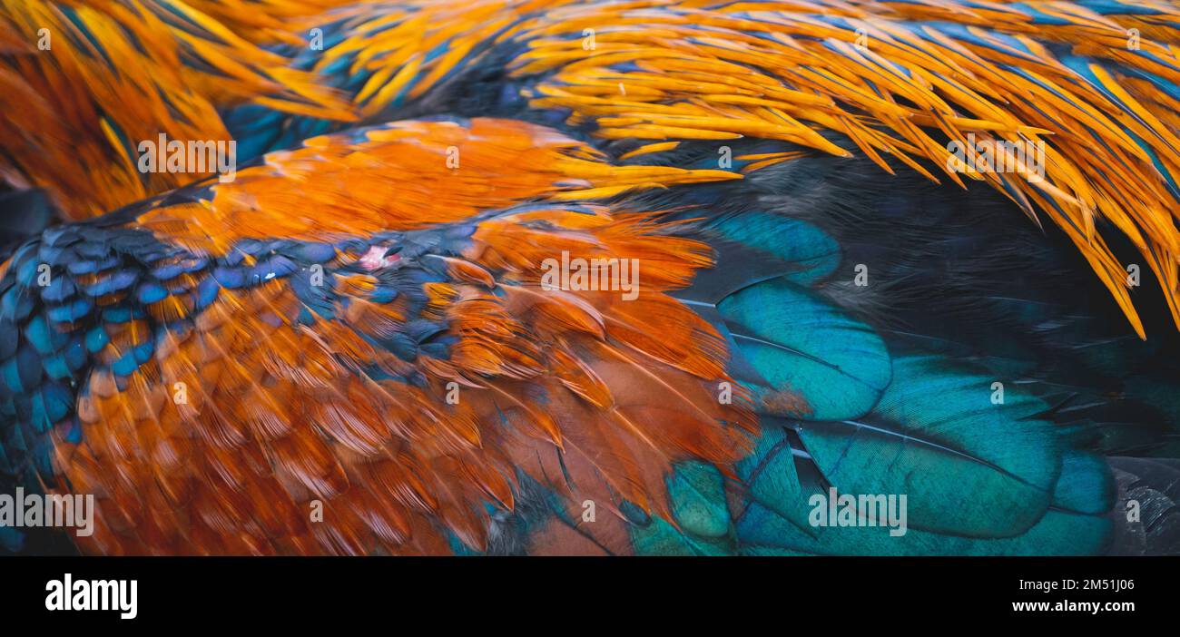 Image d'arrière-plan de plumes orange et noire Banque D'Images