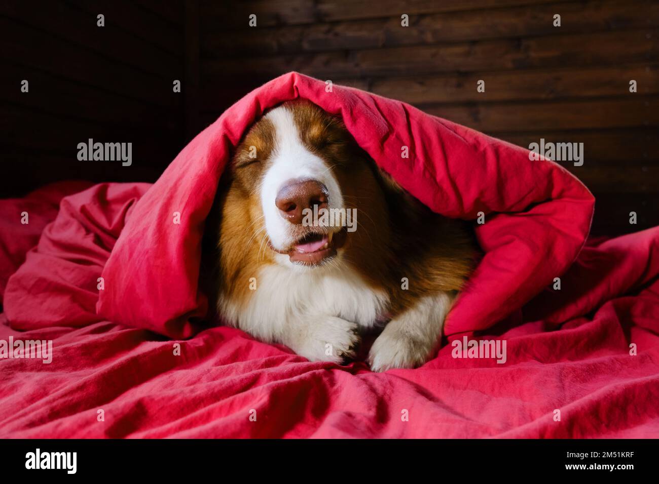 Joyeux aussie allongé sur une literie rose à la maison. Viva magenta de 2023 ans. Hôtel et repos avec les animaux de compagnie. Berger australien recouvert d'une couverture et d'un clo Banque D'Images