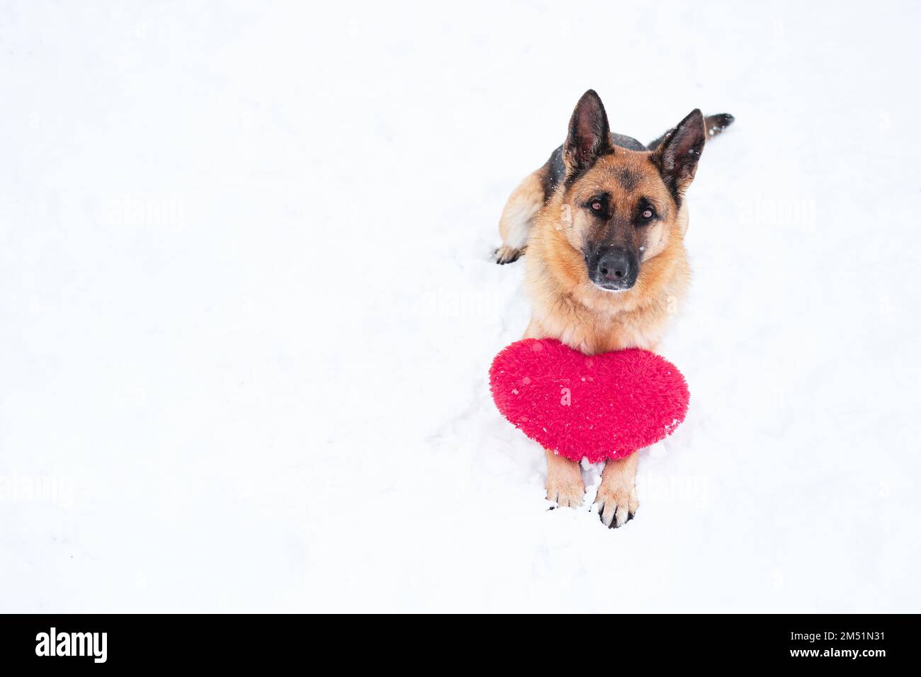 Carte postale avec chien pour la Saint-Valentin. Le Berger allemand se trouve sur la neige blanche à côté du cœur rose. Belle bannière et beaucoup d'espace pour le texte ou desi Banque D'Images