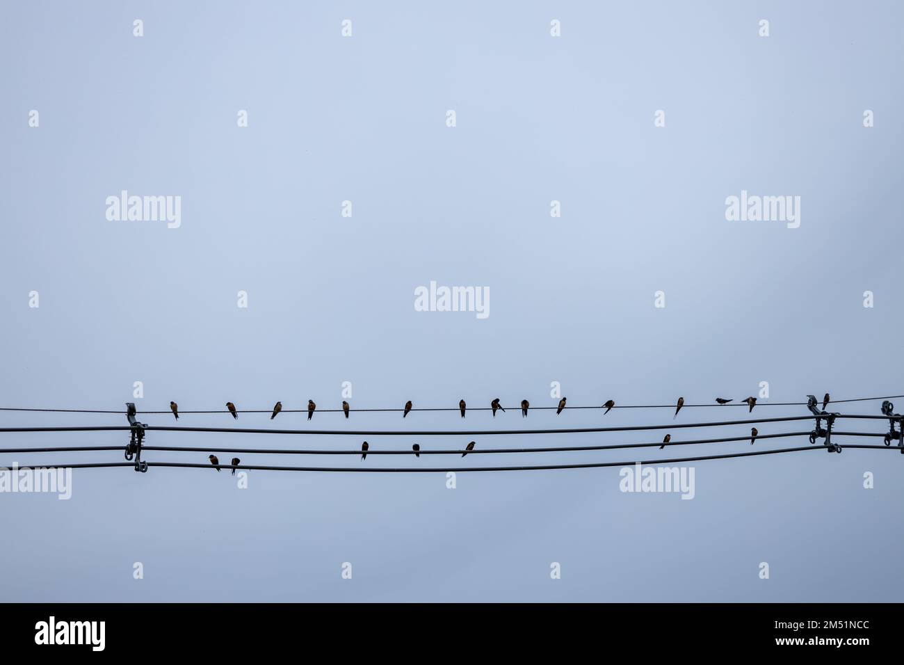 Plusieurs petits oiseaux perchés sur des câbles d'alimentation simulant un pentagramme avec des notes musicales. Banque D'Images
