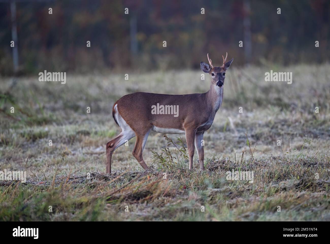 Un beau cerf debout sur le terrain et regardant la caméra Banque D'Images