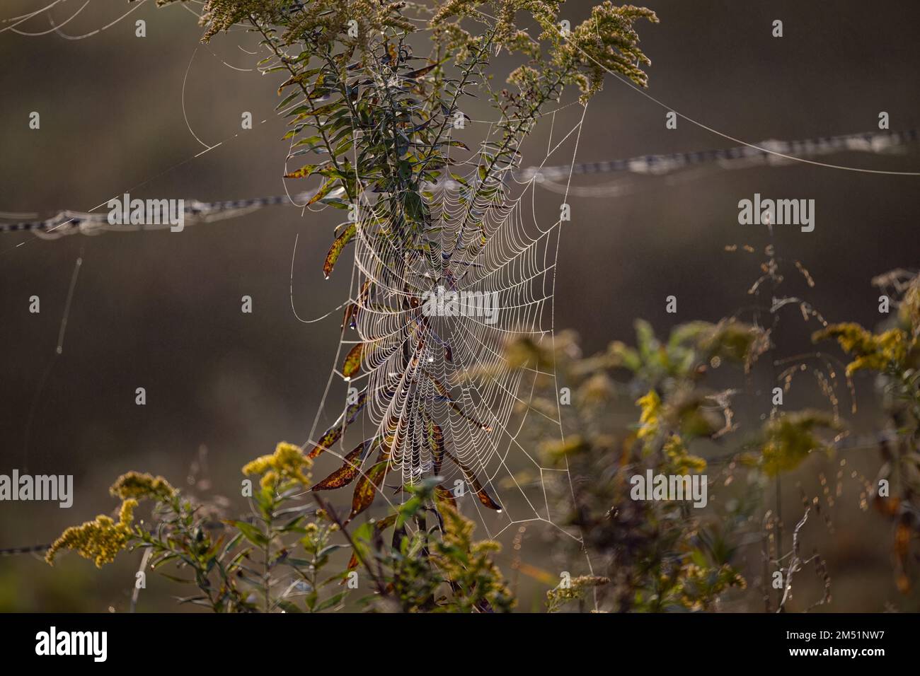 Une toile d'araignée symétrique accrochée aux plantes de la forêt Banque D'Images