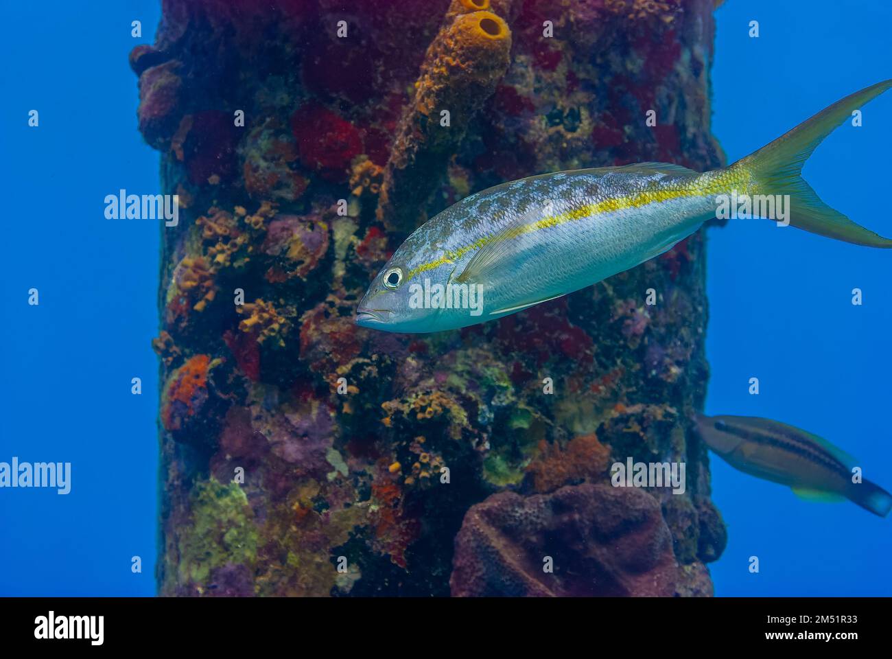 Vivaneau à queue jaune ocyurus chrysurus nageant à côté d'un pilier de la jetée à Bonaire Banque D'Images