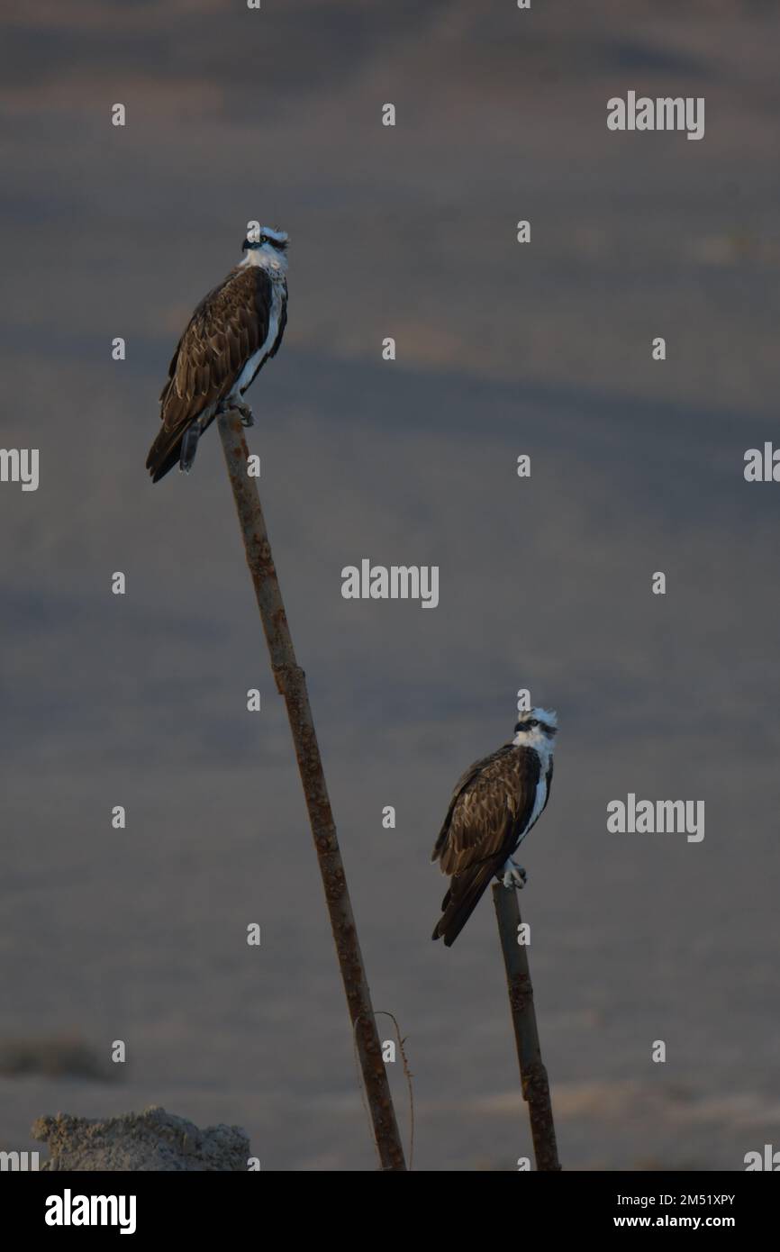 Le balbuzard pêcheur, Pandion haliaetus Banque D'Images