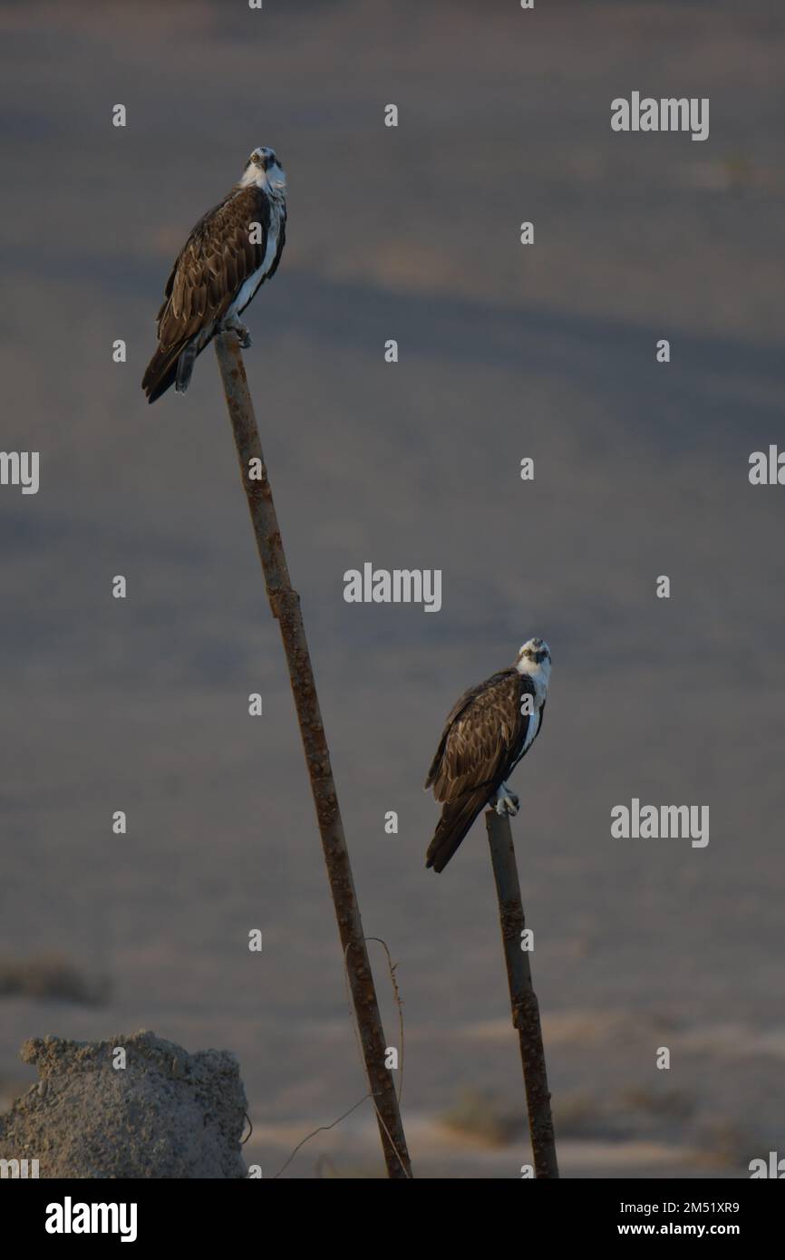 Le balbuzard pêcheur, Pandion haliaetus Banque D'Images