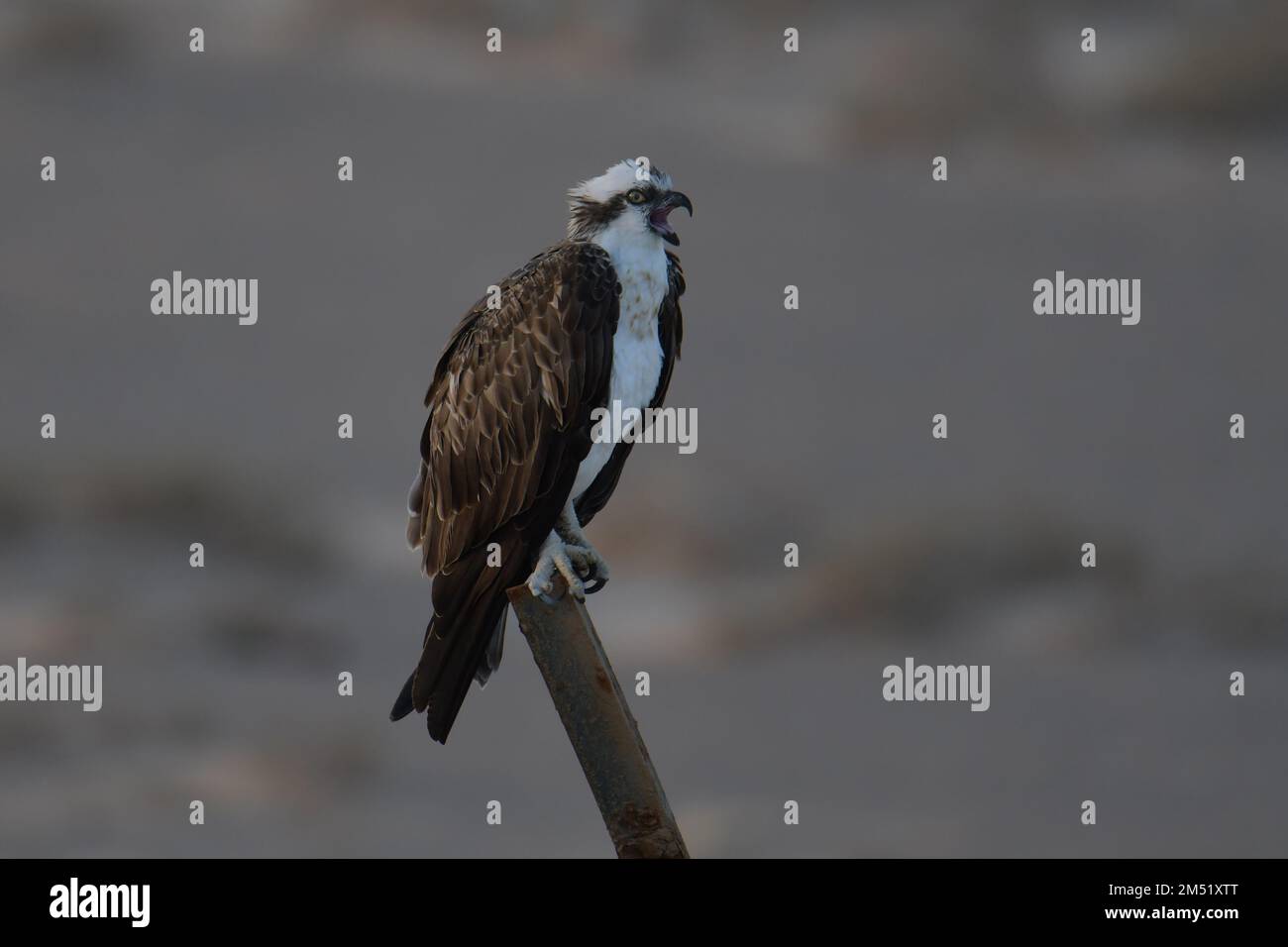 Le balbuzard pêcheur, Pandion haliaetus Banque D'Images