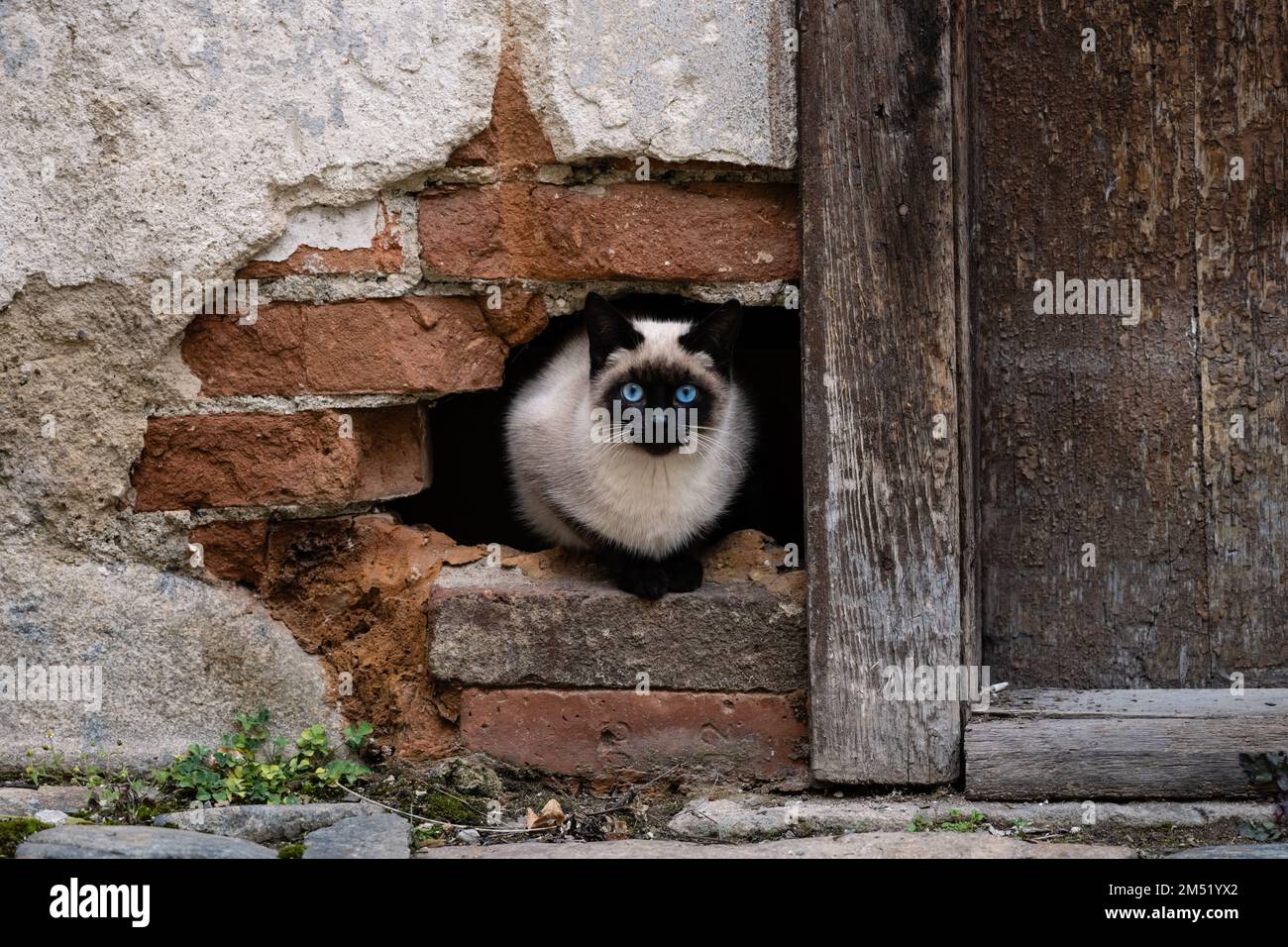 Chat siamois aux yeux bleus et manteau noir et blanc dans un trou dans le mur Banque D'Images