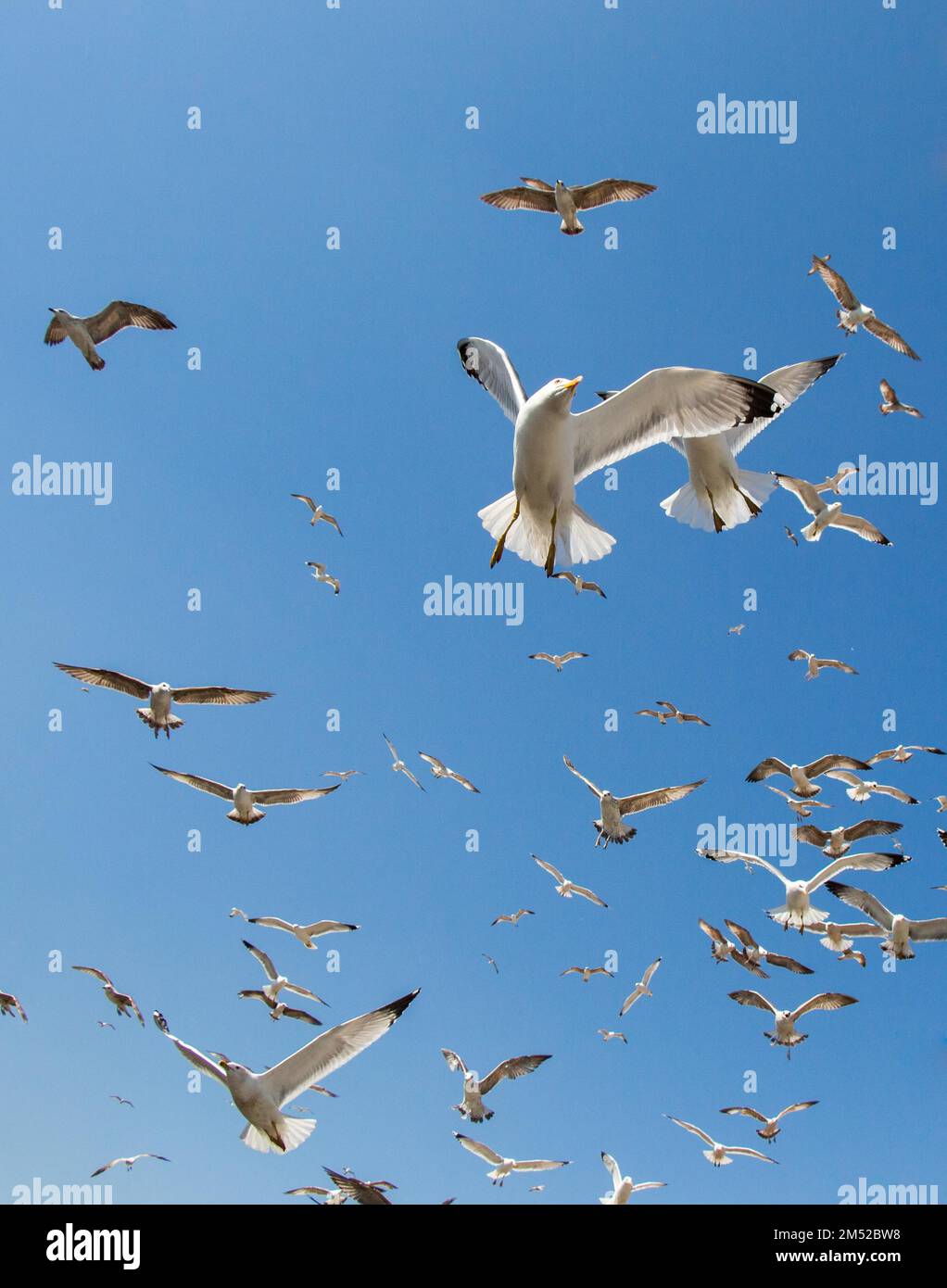 Un troupeau de mouettes qui patinent dans le ciel Banque D'Images