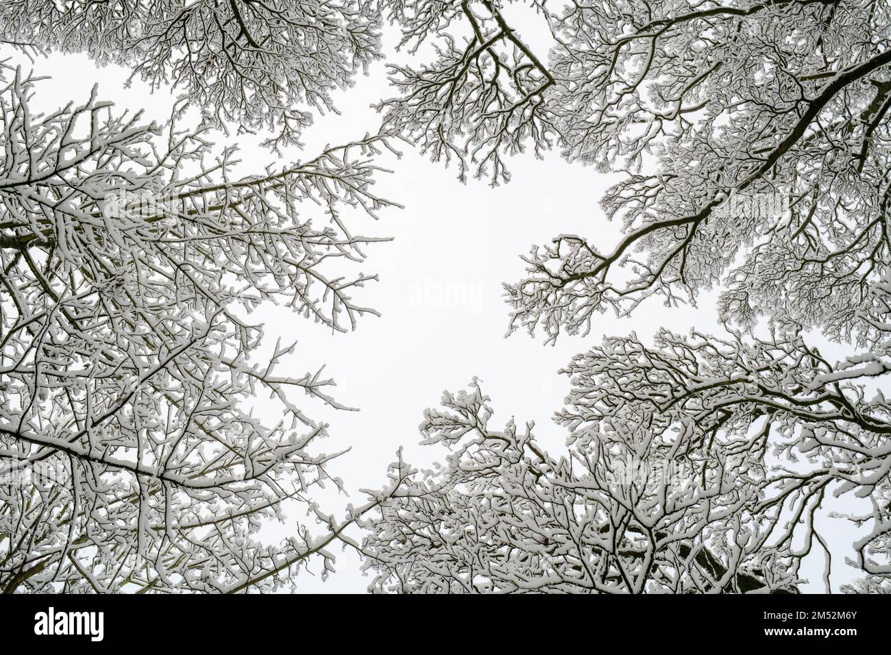 Auvent d'arbre dans le motif de neige. Cotswolds, Worcestershire, Angleterre Banque D'Images