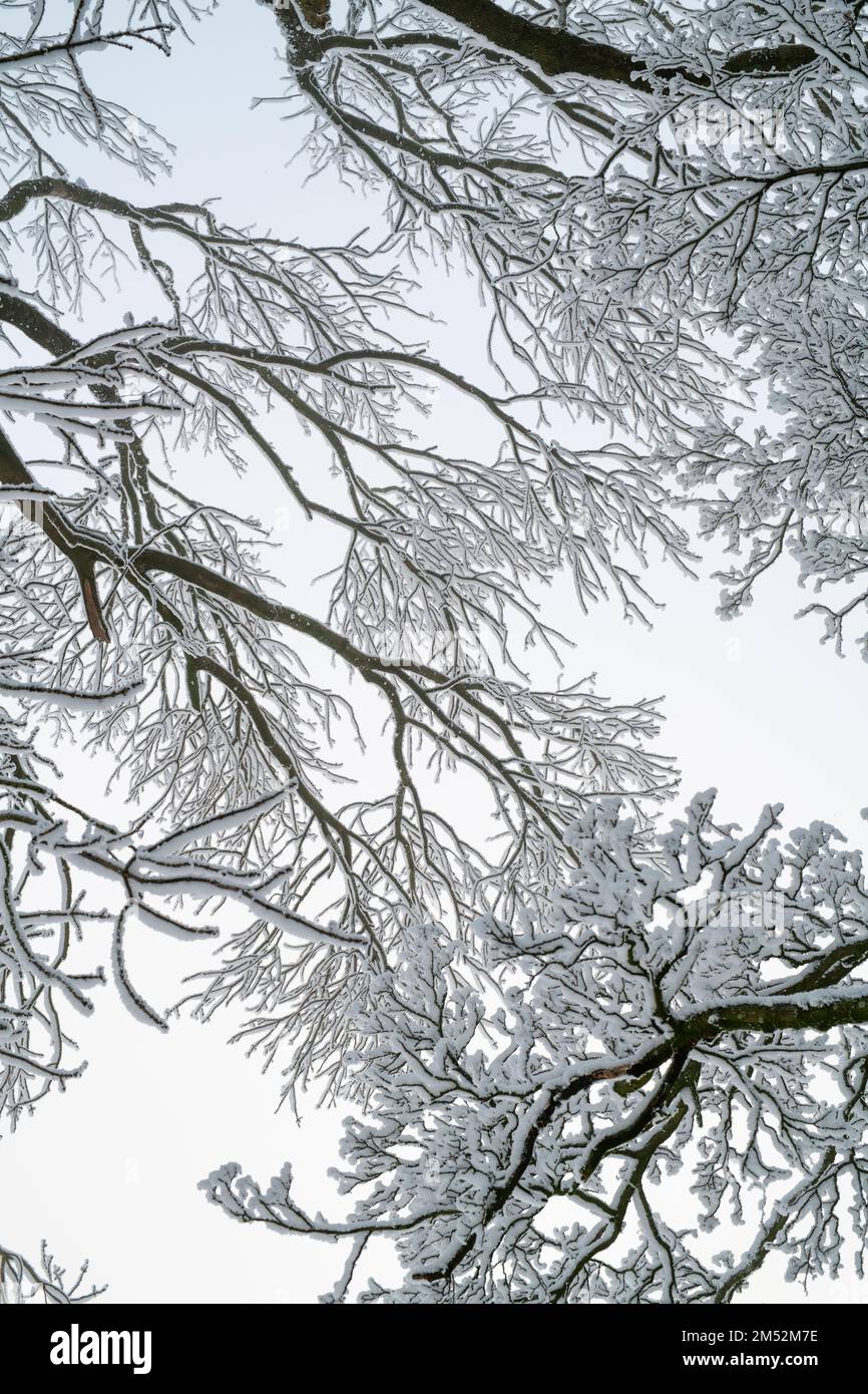 Auvent d'arbre dans le motif de neige. Cotswolds, Worcestershire, Angleterre Banque D'Images