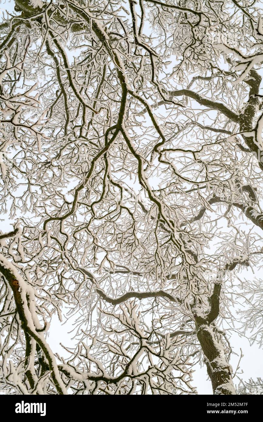 Auvent d'arbre dans le motif de neige. Cotswolds, Worcestershire, Angleterre Banque D'Images