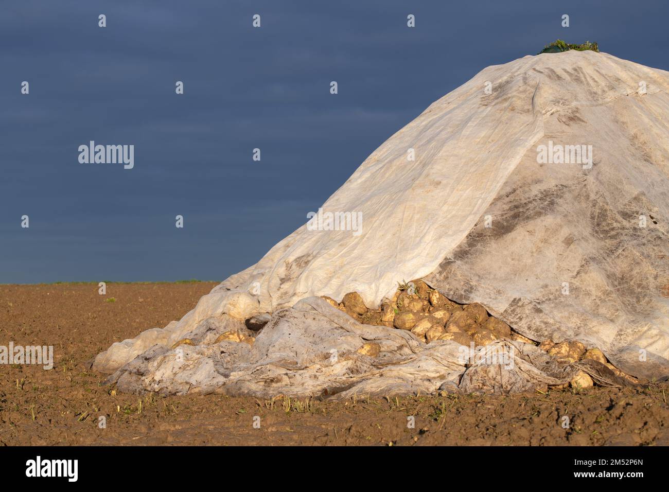 Les betteraves sucrières fraîchement récoltées sont entassées dans une montagne sur le terrain au soleil du matin en automne. Le ciel est bleu. Les betteraves sont recouvertes d'un caillot Banque D'Images