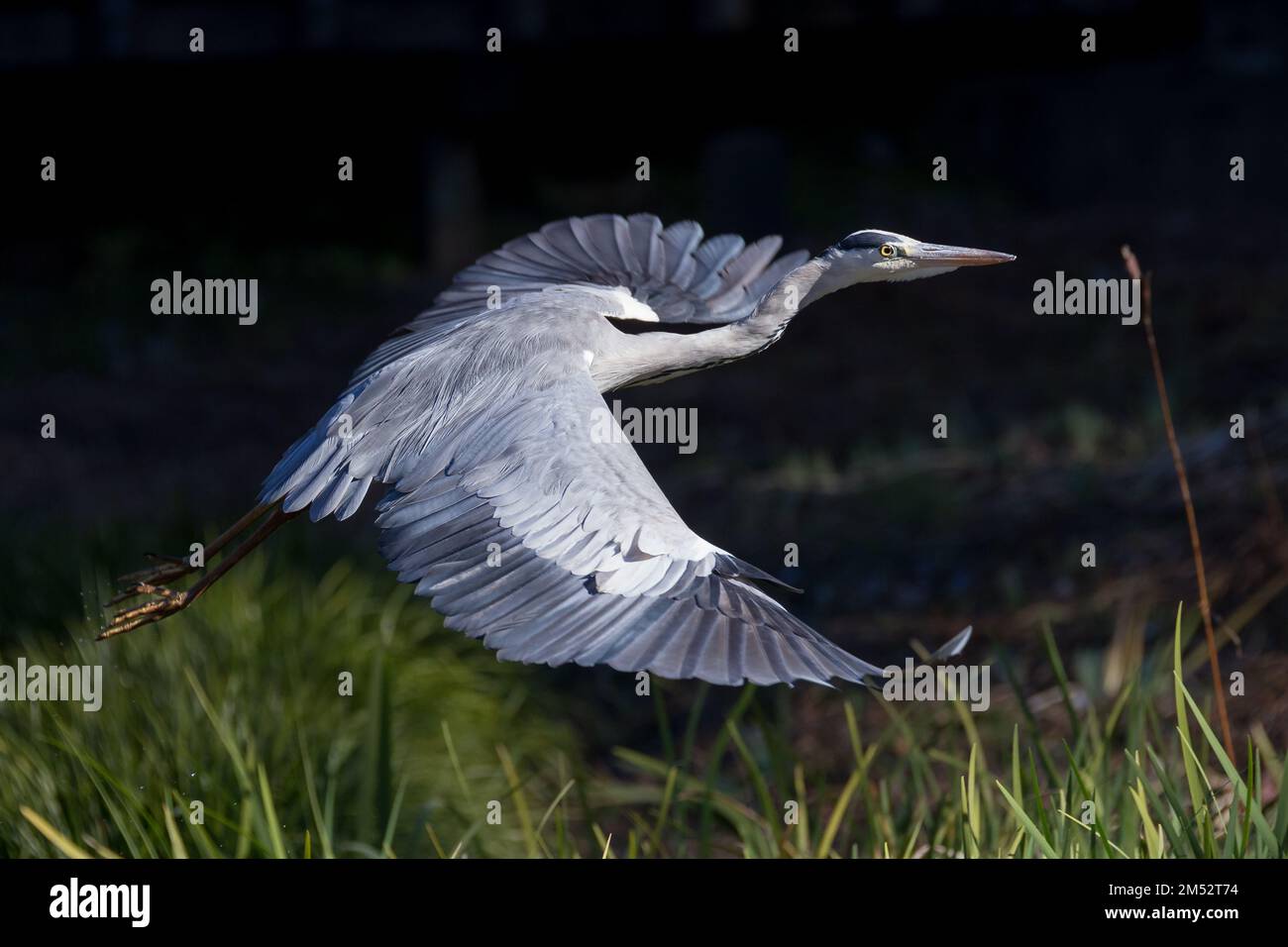 Un héron gris (Ardea cinerea) dans le parc Izumi no Mori, Kanagawa, Japon. Banque D'Images