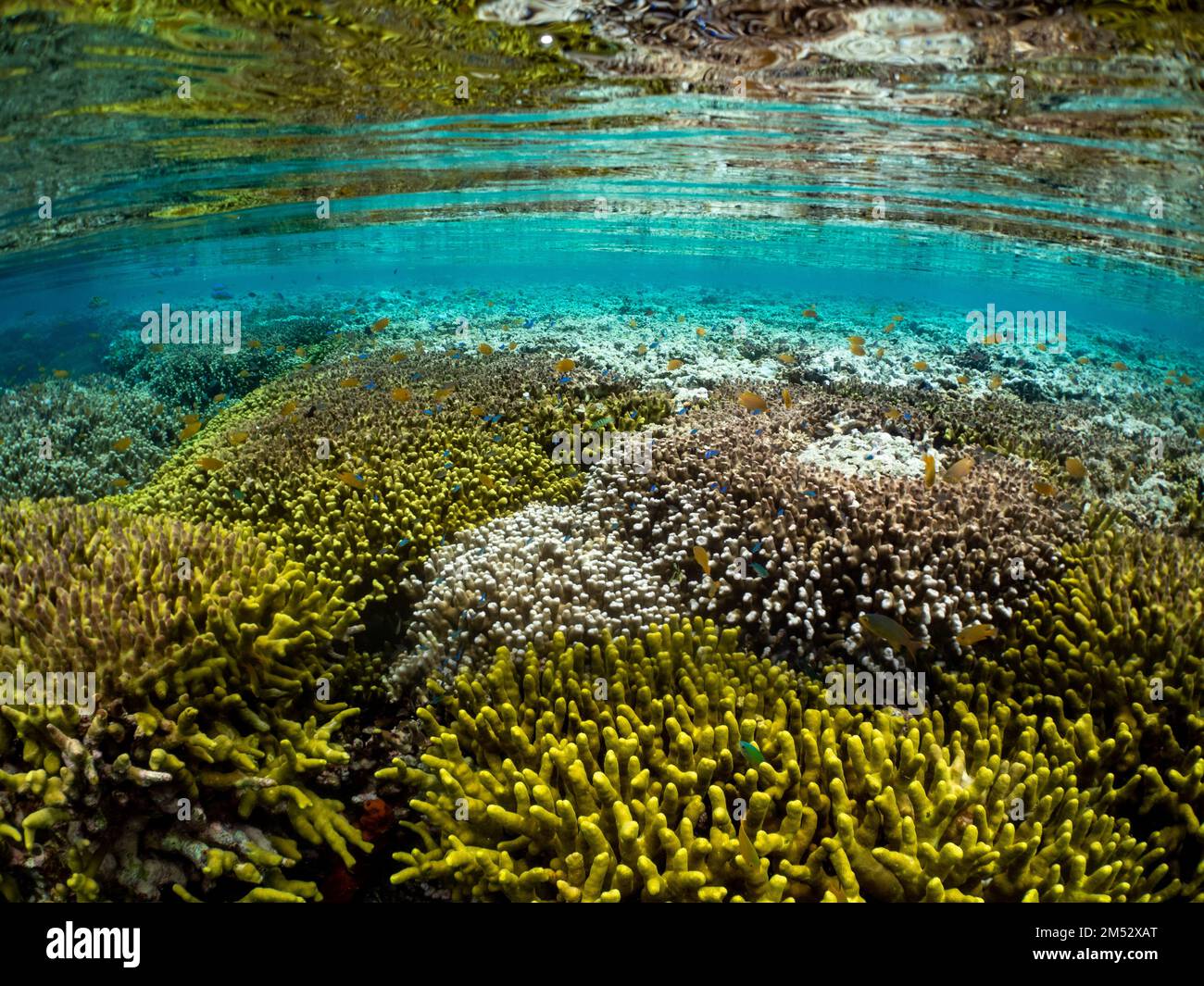 Des coraux durs et des poissons étonnants dans les échalotes de l'île de Menjangan, Bali, Indonésie Banque D'Images