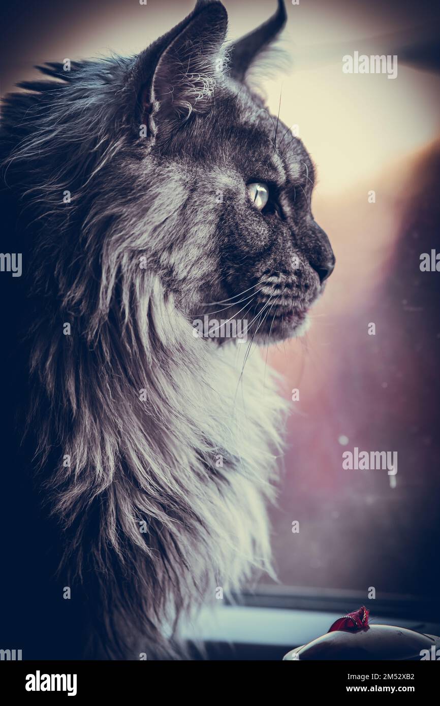 Maine Coon Cat - Portraits Banque D'Images