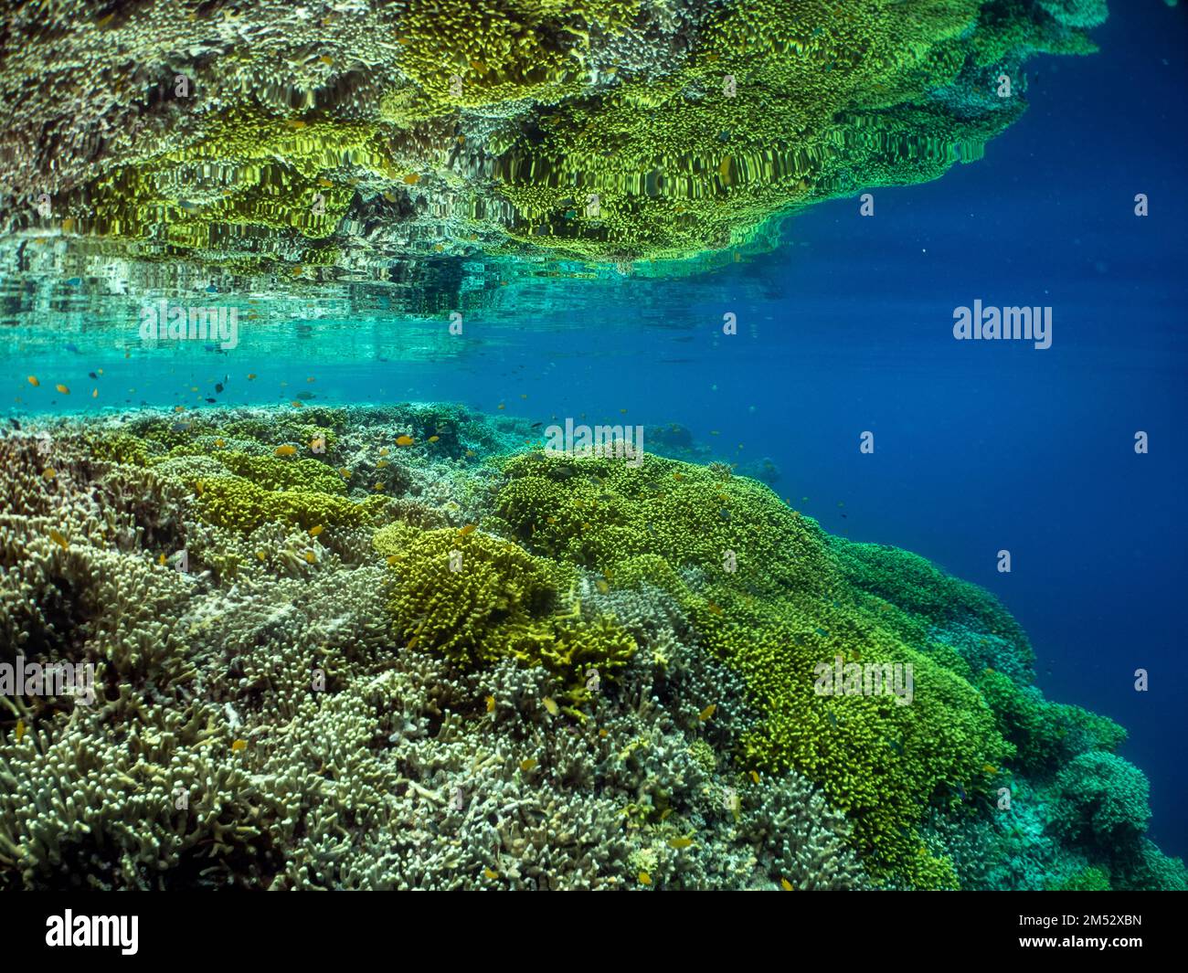 Des coraux durs et des poissons étonnants dans les échalotes de l'île de Menjangan, Bali, Indonésie Banque D'Images