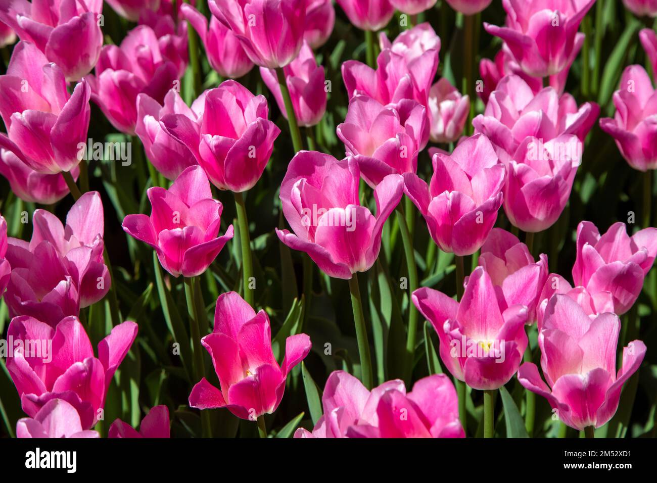 Gros plan de nombreux tulipes roses Banque D'Images