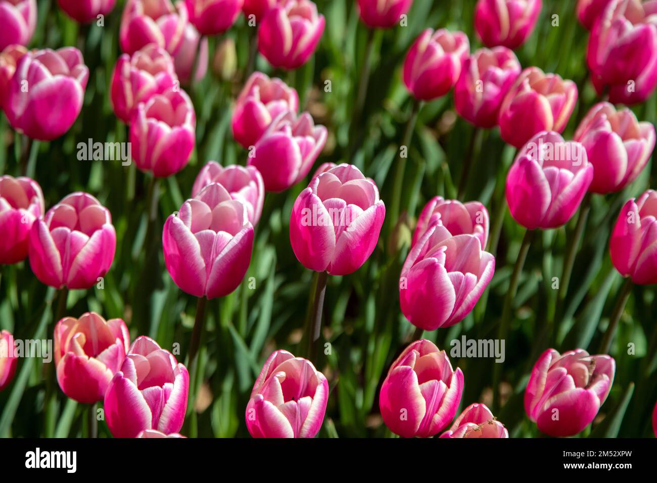 Gros plan de nombreux tulipes roses Banque D'Images