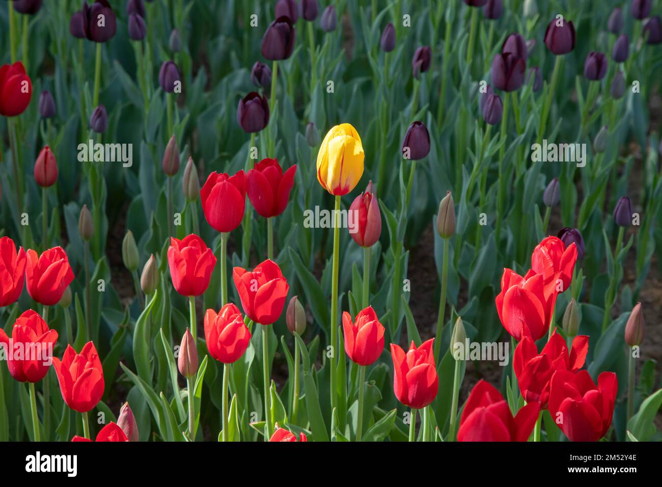 Une tulipe jaune parmi des tulipes rouges Banque D'Images