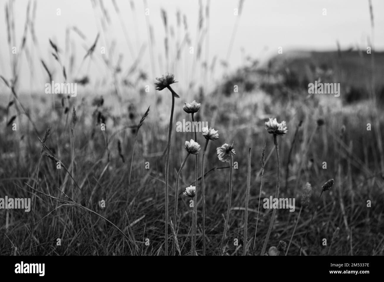 Un gros plan en niveaux de gris de fleurs de champ et d'herbe Banque D'Images