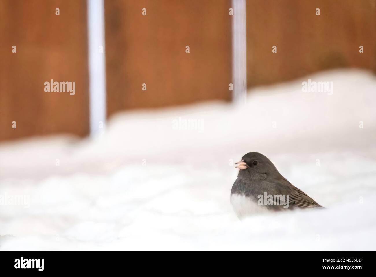 junco aux yeux sombres dans la neige profonde de l'hiver dans une cour à Taylors Falls, Minnesota, États-Unis. Banque D'Images