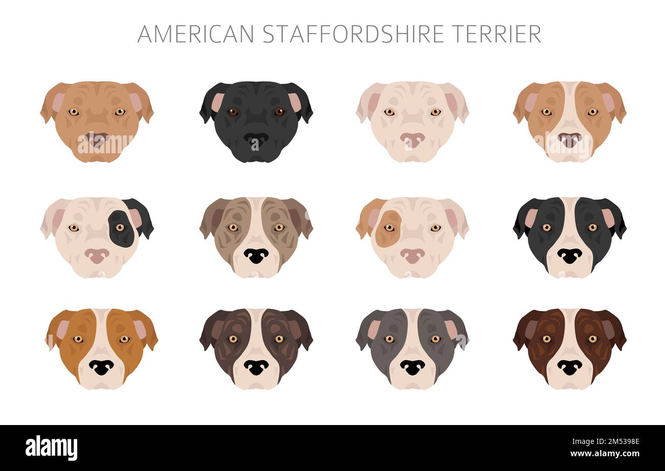 American staffordshire Terrier clipart. Ensemble de couleurs de pelage. Infographie sur les caractéristiques de toutes les races de chiens. Illustration vectorielle Illustration de Vecteur