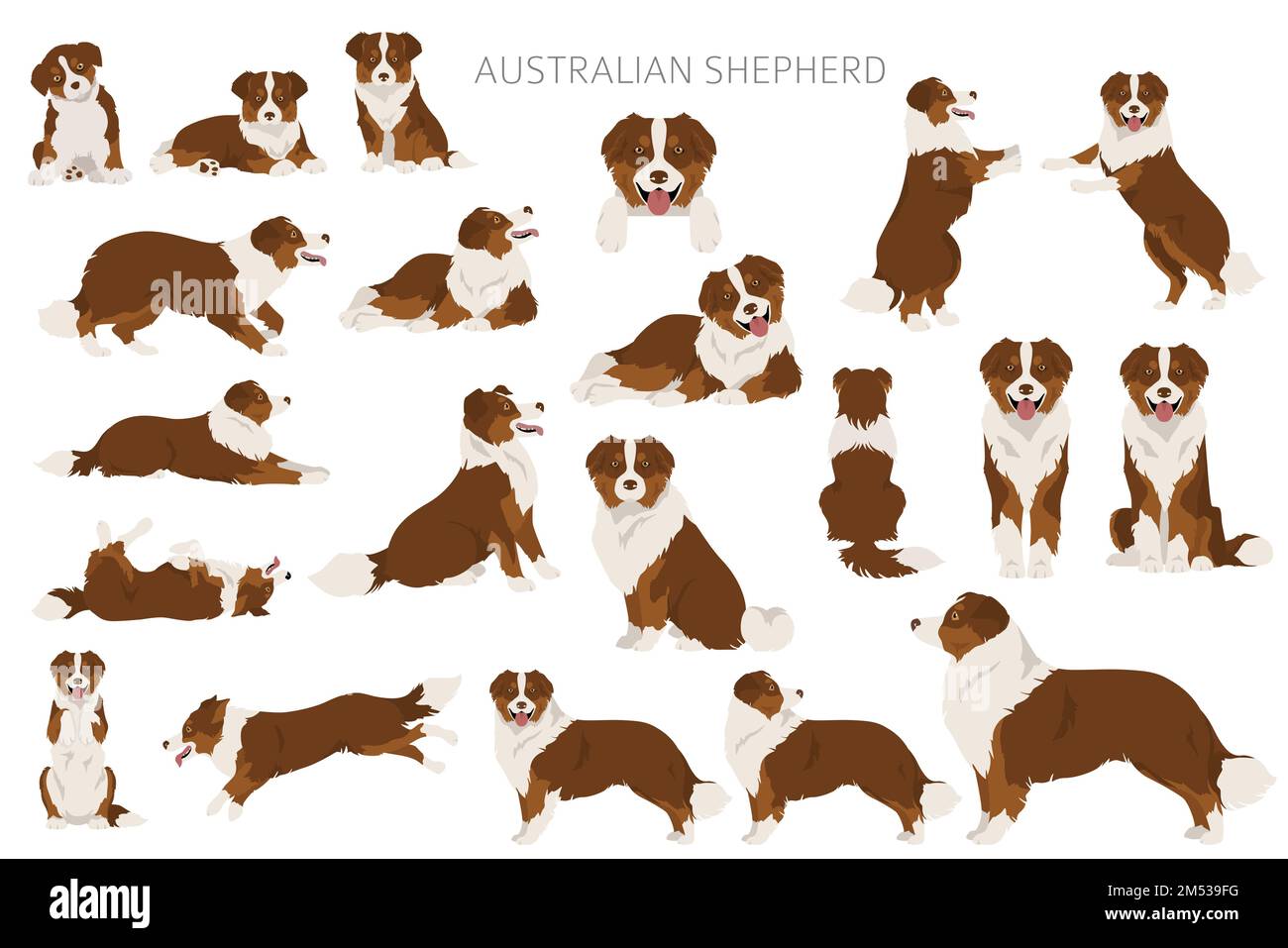 Falaise de berger australien. Ensemble Aussie couleurs de manteau. Infographie sur les caractéristiques de toutes les races de chiens. Illustration vectorielle Illustration de Vecteur