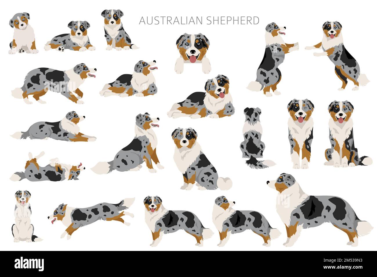 Falaise de berger australien. Ensemble Aussie couleurs de manteau. Infographie sur les caractéristiques de toutes les races de chiens. Illustration vectorielle Illustration de Vecteur