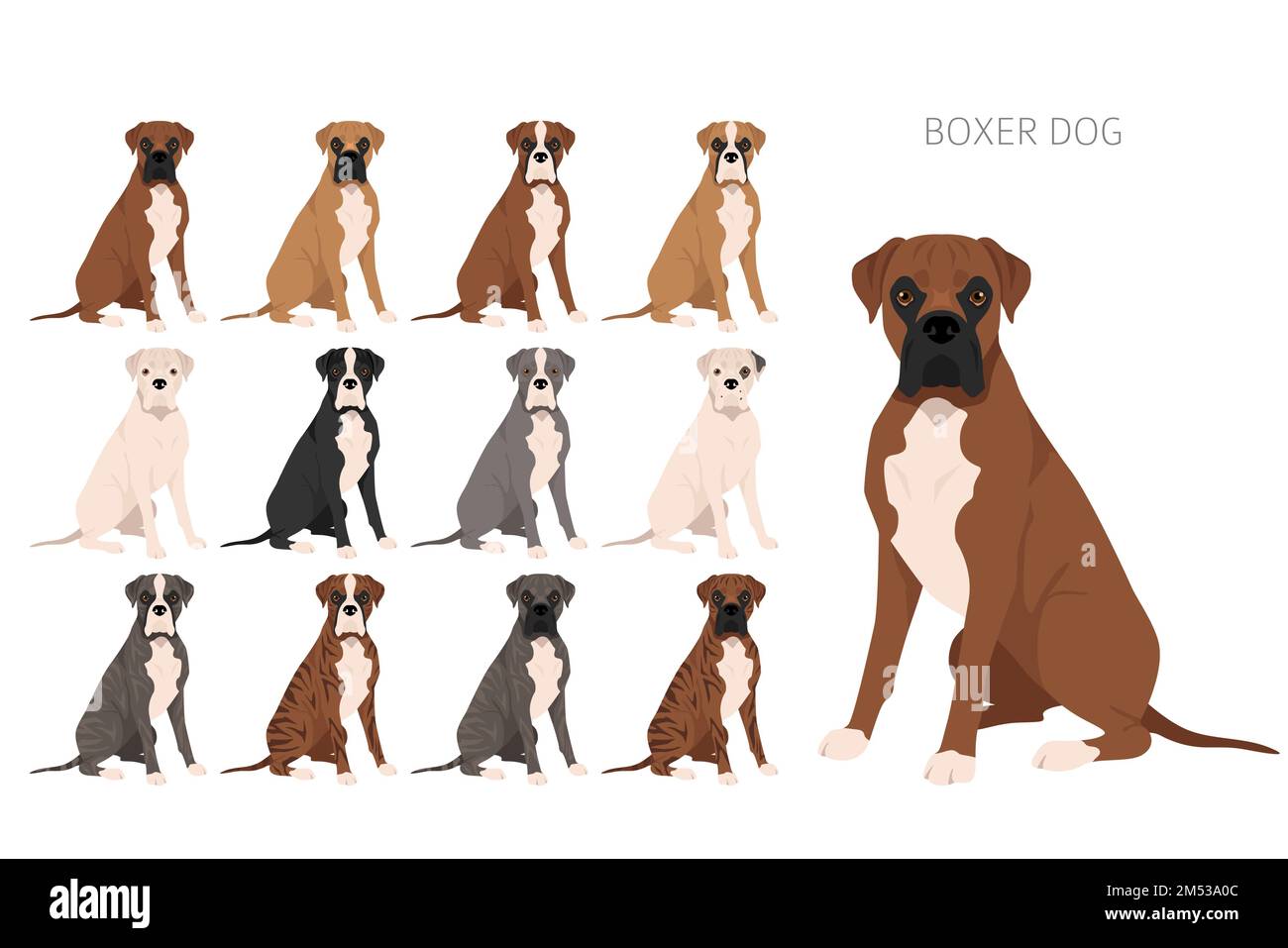 Griffe de chien boxeur. Ensemble de couleurs de manteau. Position differente. Infographie sur les caracteristiques de toutes les races de chiens. Illustration vectorielle Image Vectorielle Stock Alamy