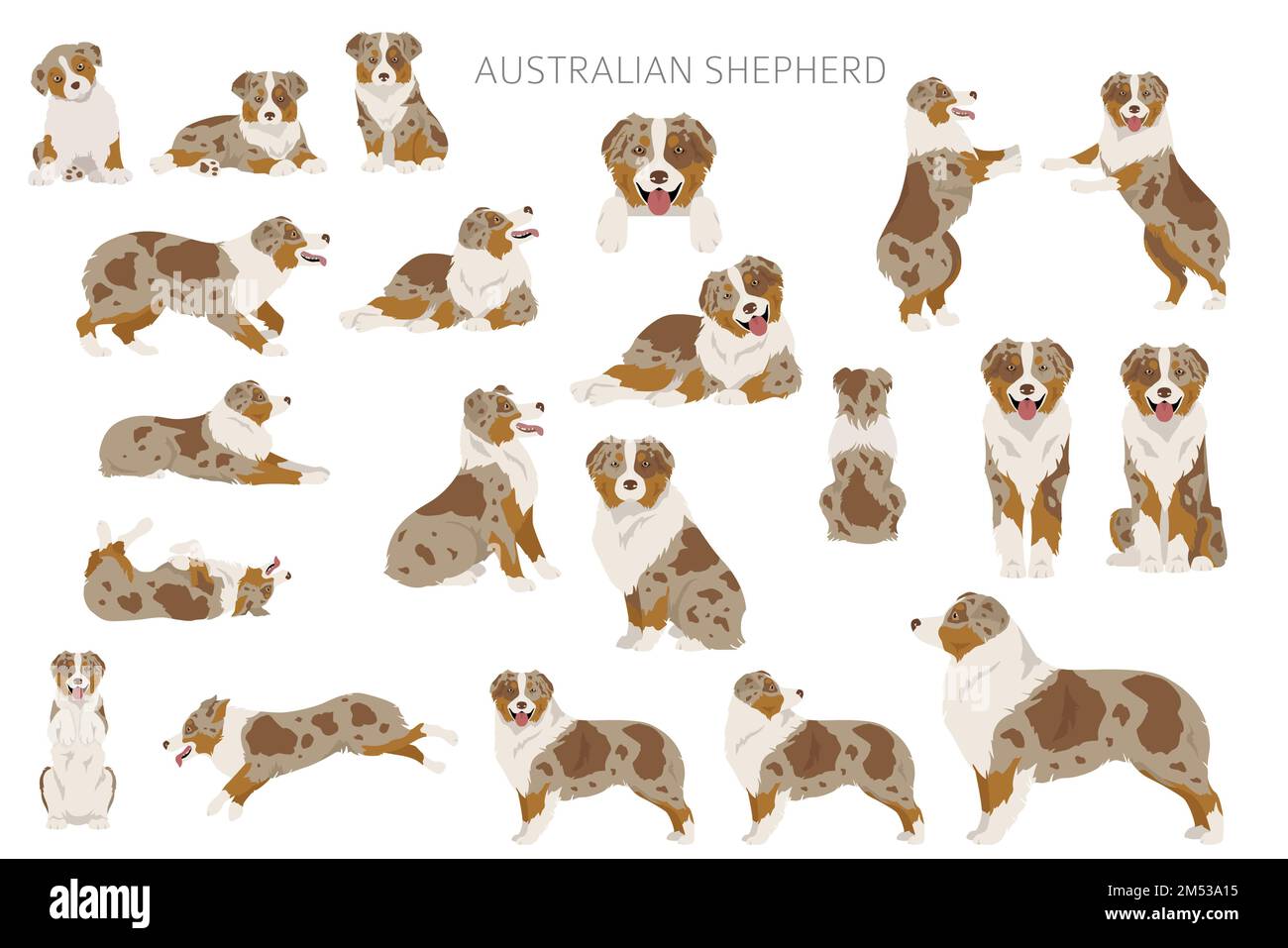 Falaise de berger australien. Ensemble Aussie couleurs de manteau. Infographie sur les caractéristiques de toutes les races de chiens. Illustration vectorielle Illustration de Vecteur